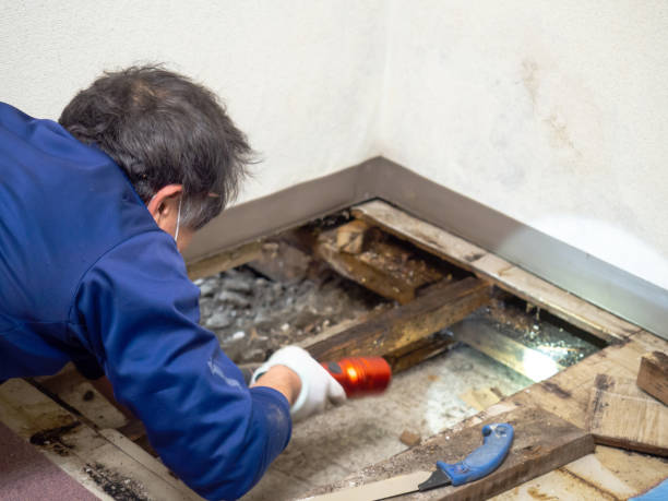 Best Mold Remediation Experts  in Kentfield, CA