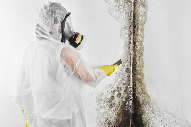 Office Mold Removal Services in Kentfield, CA