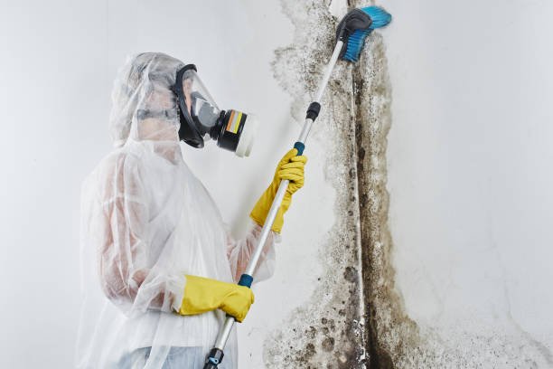 Best Home Mold Removal  in Kentfield, CA