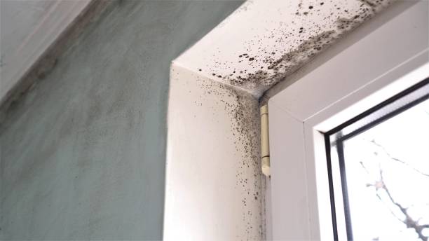 Best Office Mold Removal Services  in Kentfield, CA