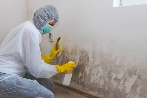 Best Mold Testing  in Kentfield, CA