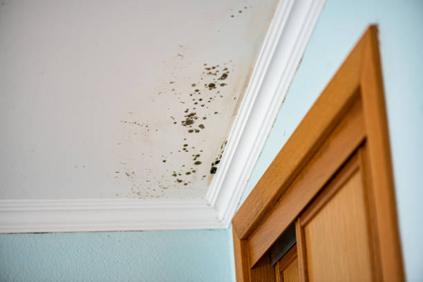Best Attic Mold Removal  in Kentfield, CA