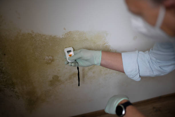 Best Residential Mold Removal  in Kentfield, CA