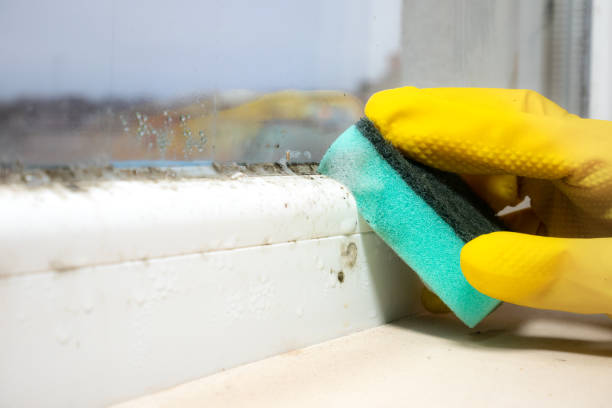Best Home Mold Removal  in Kentfield, CA