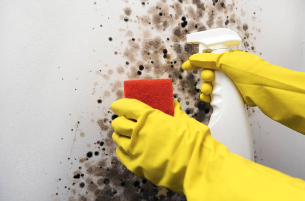 Best Fast Mold Removal  in Kentfield, CA
