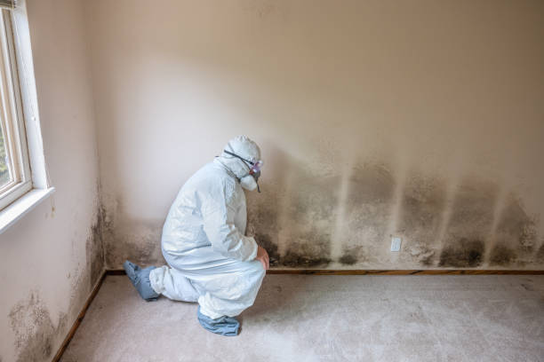 Best Emergency Mold Removal  in Kentfield, CA