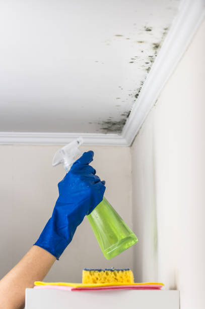 Mold Removal Process in Kentfield, CA